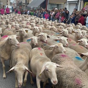 Défilé de troupeau lors de la Fête de la brebis le premier dimanche de Juin à Réquista, à 2 min de Chez Poti Pota