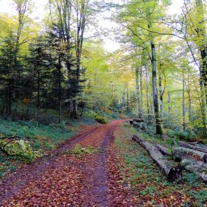 Randonner sur l'un des nombreux sentiers du Réquistanais à la découverte de la campagne aveyronnaise, à côté de Chez Poti Pota