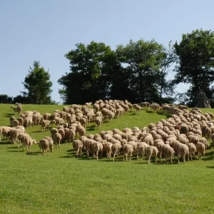 Visiter une ferme sur le premier canton moutonnier de France : Réquista